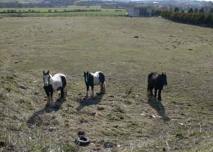 Tommy Bradfield's hair-legged horses.jpg 32.8K